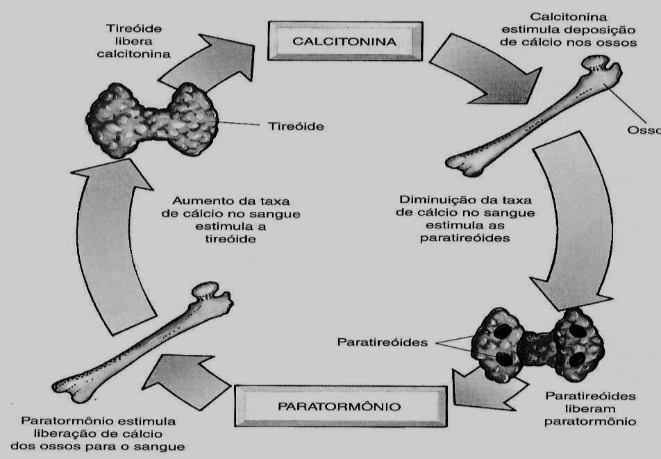 No homem, age nos testículos, estimulando a fabricação da testosterona (hormônio sexual masculino). 2.