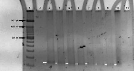 Figura 2. Fragmentos de DNA amplificados com o primer PCA 2. (1) Marcador de peso molecular Ladder 100 pb.(2) Controle negativo da reação. (3 a 11) Amostras de Orizoborus maximiliani.