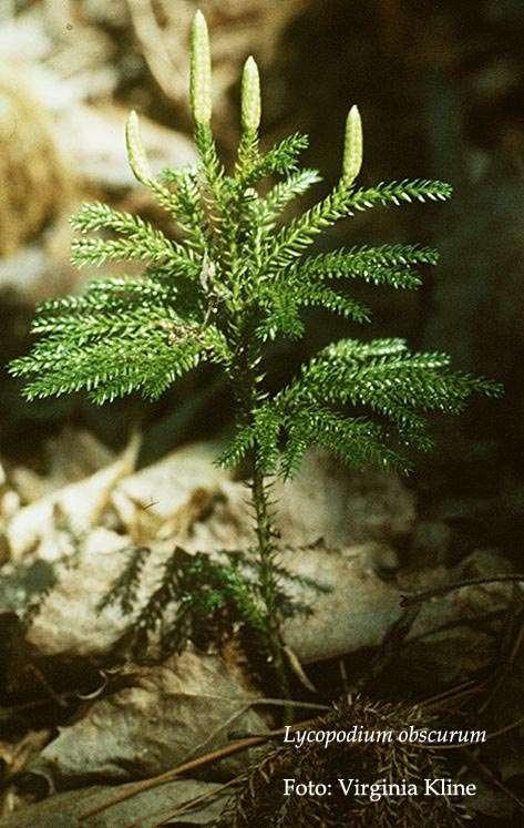 CLASSIFICAÇÃO LYCOPHYTA OCORREM DESDE AS REGIÕES ÁRTICAS