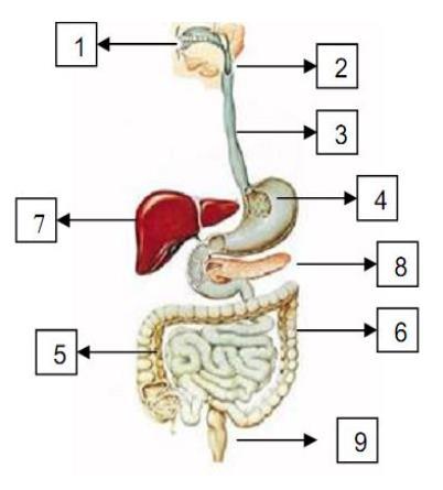b) Que substância é produzida pelo órgão n 7? Qual é a função dessa substância? c) Quais nutrientes são digeridos pelo intestino delgado, órgão n 5? Que enzimas são envolvidas?