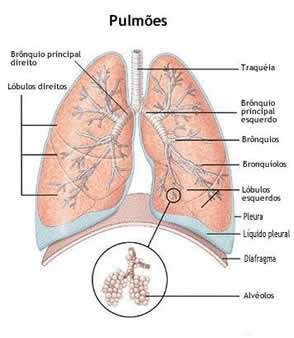 V E N T I L A Ç Ã O P U L M O N A R ESPAÇO MORTO RESPIRATÓRIO É o espaço existente nas vias aéreas onde não há difusão de gases. É a porção das vias aéreas sem epitélio respiratório.