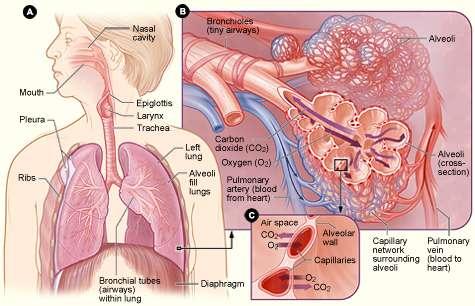 ANATOMIA S-3 :