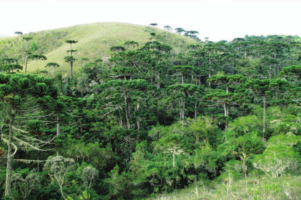 Biota Neotrop., vol. 9, no. 4 213 Inventory of caddisflies of Campos do Jordão a b Figure 2. Vegetational formations present in the Campos do Jordão State Park, São Paulo State.