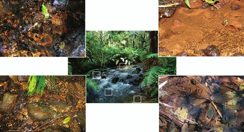 214 Biota Neotrop., vol. 9, no. 4 Spies, M.R. & Froehlich, C.G. a c b d Figure 4. River section showing the localization and structure of the mesohabitats.