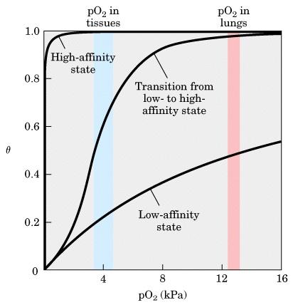 Cooperatividade entre as subunidades resulta numa curva de ligação de O 2 sigmoidal R-state DesoxiHb (T) capta O 2 no pulmão, convertendo-se para o estado R, o qual