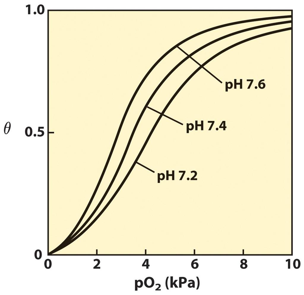 Efeito do ph na ligação da Hb ao O 2 (Efeito Bohr, Christian Bohr 1904) A diminuição do ph afeta a ionização de Histidinas.