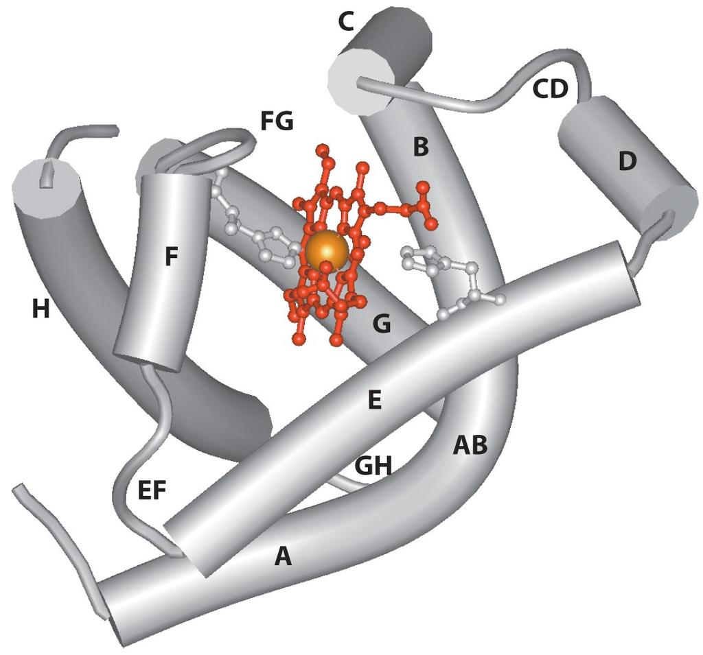 A Mioglobina possui 1 sítio de ligação para o O 2 ** 8 α-helical segments ** contains one heme