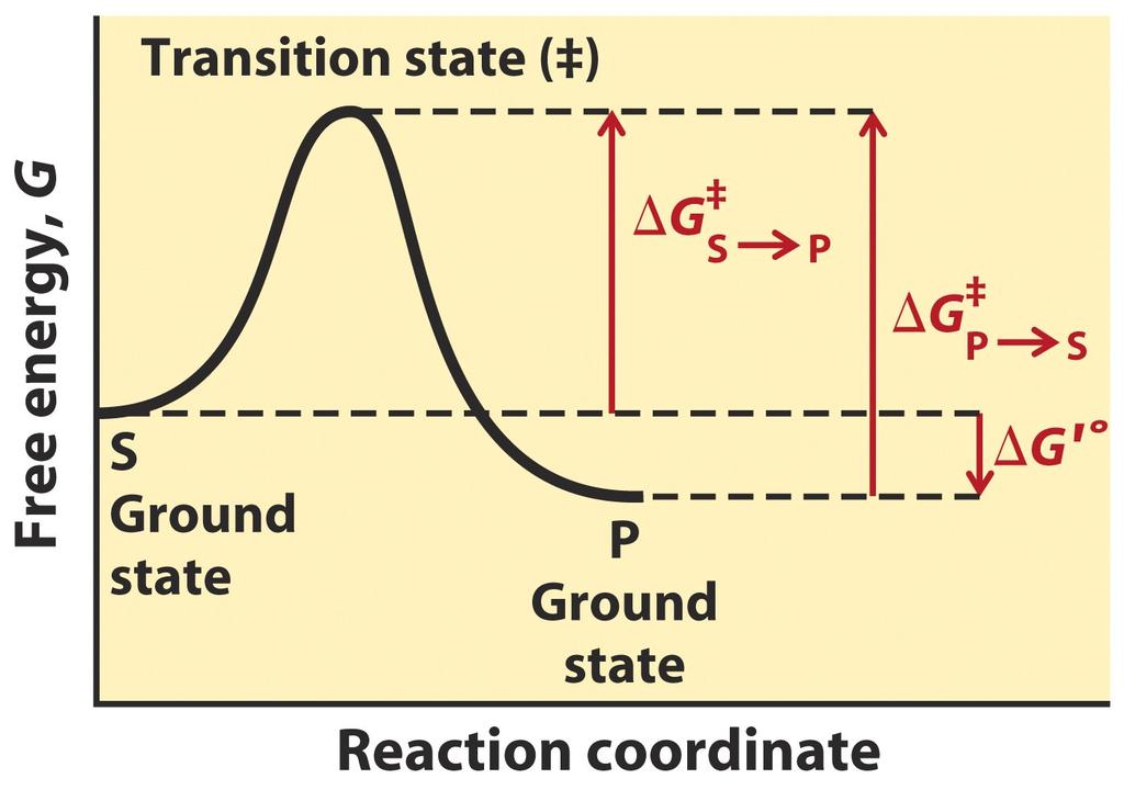 Enzimas afetam a velocidade mas não o equilíbrio químico Estado de transição Reação Química : S P Energia de