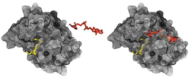 Complexo Enzima Substrato Formas complementares de um Substrato e seu Sítio Ativo (Chave-Fechadura, Emil Fischer) Diidrofolato Redutase NADP + liga-se a uma cavidade