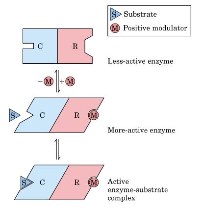 5. Enzimas Alostéricas Em muitas enzimas alostéricas o sítio de ligação do substrato e o(s) sítio(s) de ligação do substrato