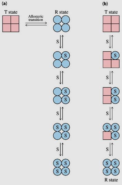 2 modelos de Cooperatividade Concerted Symmetry driven- all R or All T.