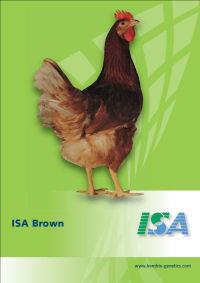 ISA BROWN Marrom e com ovos vermelhos, Produção ovos/ave aloj. 80 sem.= 351, Pico de produção= 95%, Peso médio 80 sem.