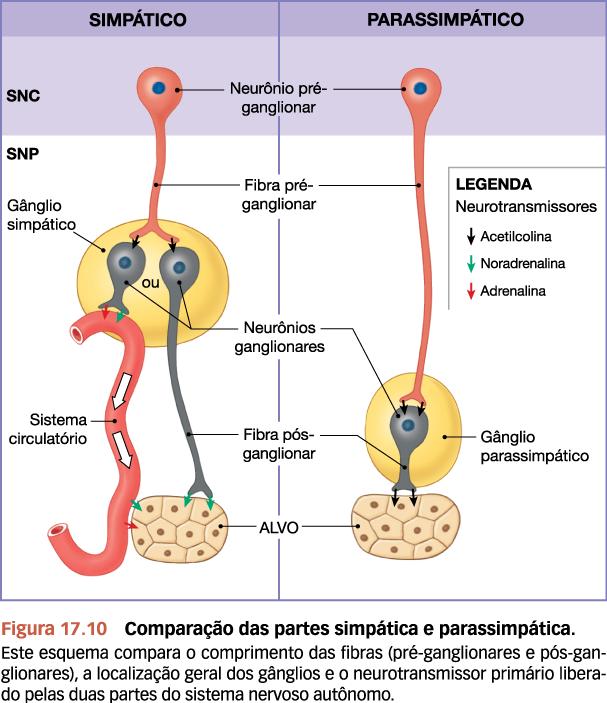 Diferenças Neurotransmissor na fibra pós-ganglionar SN simpático: adrenérgicas