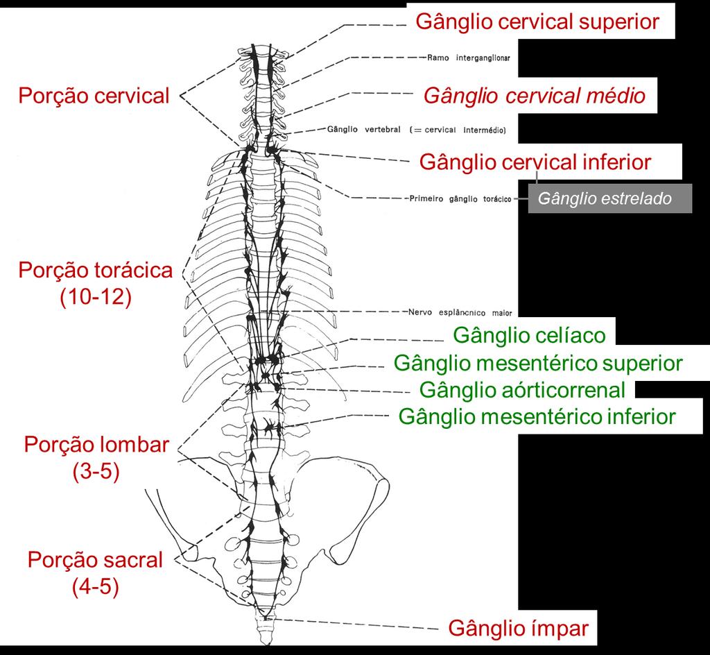 Neurônios pós-ganglionares do SN simpático