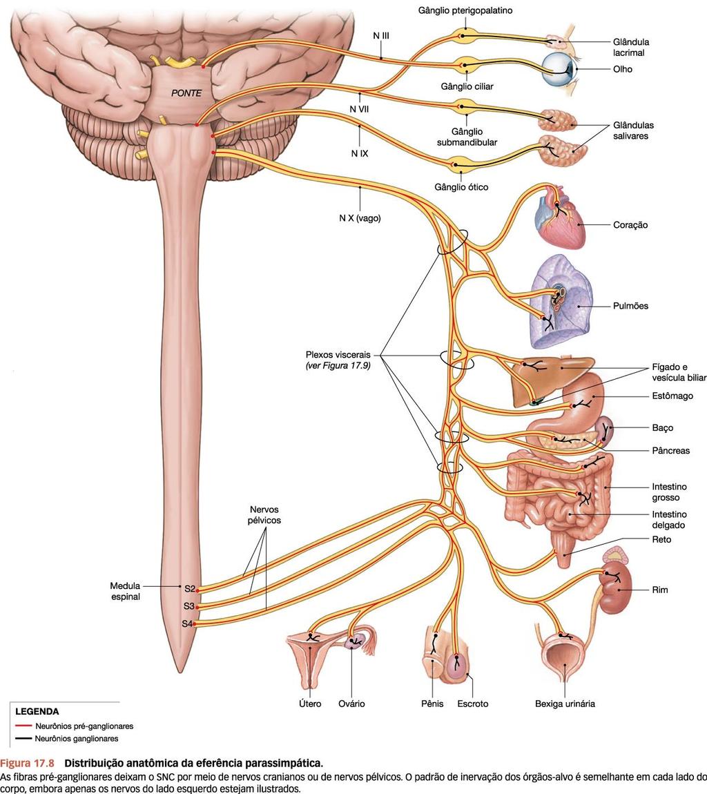 nn. cranianos nn.