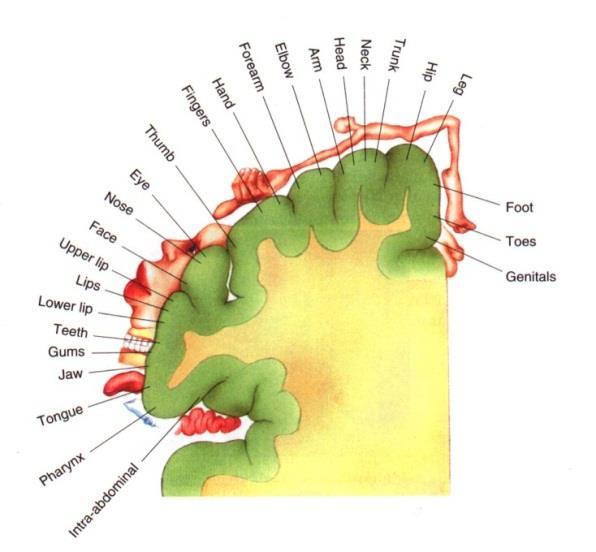 Paradiso / Atlas de