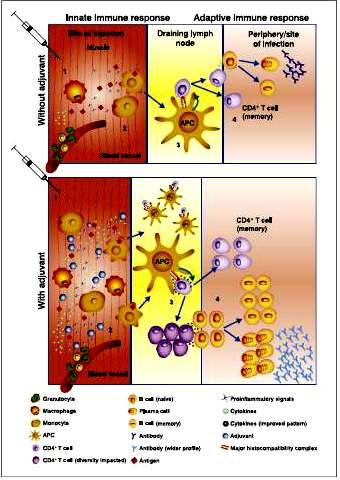 ADJUVANTES EM