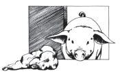 A inclusão em dietas balanceadas para suínos em terminação deve ser restrita, por causa da limitada capacidade ingestiva do suíno.