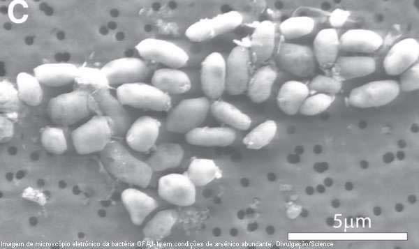 Bactéria que substitui o Fósforo por Arsênico Nome: GFAJ-1 Encontrado no Lago Mono (Califórnia) O Lago Mono é extremamente salgado