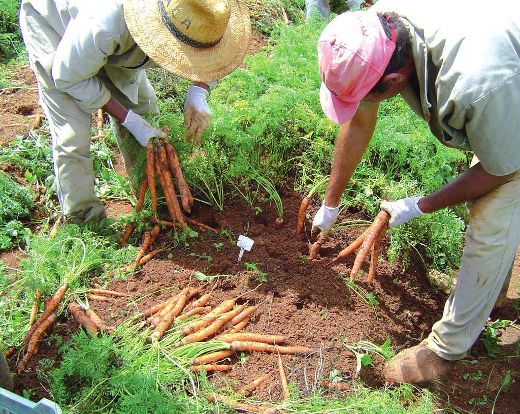 seleção para famílias de cenoura cultivadas em dois