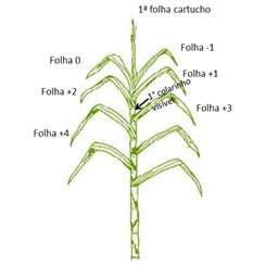 Cana-de-Açúcar Coletar a folha +1, que é a primeira folha com colarinho visível; cerca de 30 plantas por área a ser