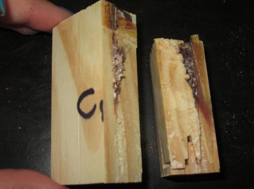 49 Figura 53: Ruptura na emenda de finger joint e no defeito da madeira. Figura 54: Ruptura na linha de cola com nó ao lado.