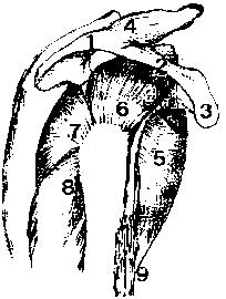 Figura 02.1 Arco coracoacromial: 1 - porção ântero-inferior do acrômio, 2- ligamento coracoacromial, 3- processo coracóide, 4- articulação acrômio-clavicular).