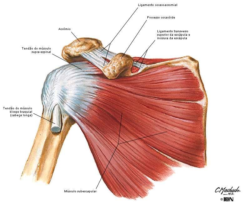 Músculos do Manguito Rotador Vista Anterior Músculos Ins. Proximal Ins.