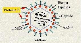 Etiologia: Vírus da Dengue Composto de fita simples de RNA