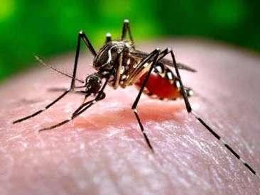 Dengue: Transmissão e Vetor: mosquitos Aedes