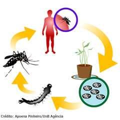 infecção e reservatório Ciclo Biológico