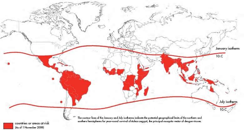 Dengue: Arboviroses mais frequente no mundo 4 bilhões de pessoas