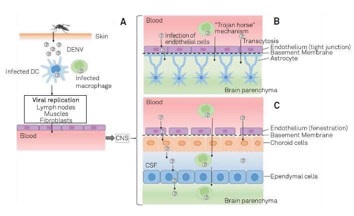 Neuropatogênese da Dengue: Neuroinvasão Blood-brain barrier invasion