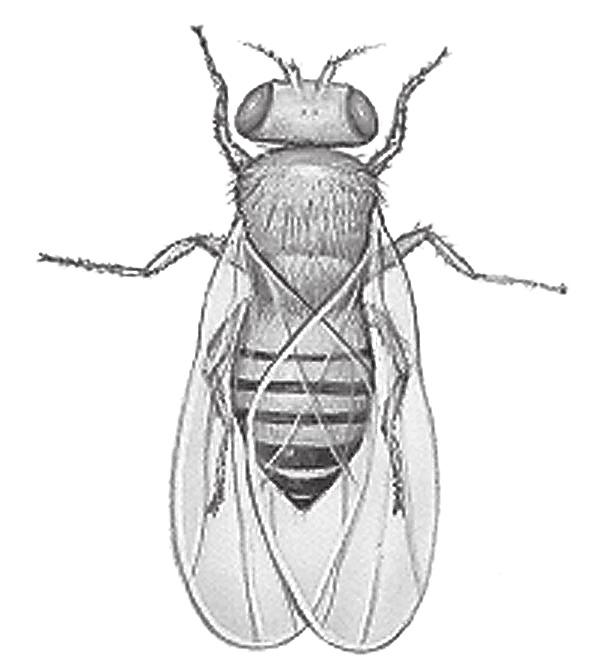 Capítulo 13 Seção 131 CARACTERÍSTICAS GERAIS DOS ARTRÓPODES Termos e conceitos Defina os termos ou conceitos a seguir Arthropoda tagma Arthropoda: filo que reúne os artrópodes Tagma: parte do corpo