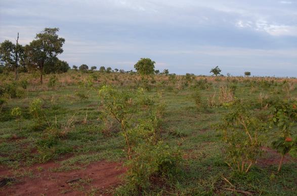 Restauração ecológica é um processo passivo ou ativo de garantir o restabelecimento de um ecossistema que foi danificado, degradado ou destruído. Restauração passiva: remoção dos gargalos (p.ex.