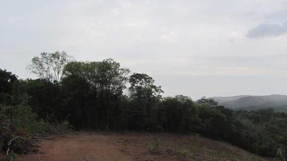 Jacaranda 80 Enterolobium Aspidosperma 60 Cavanilesia