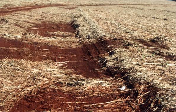 Qual é o tipo de distúrbio? E uso da terra?