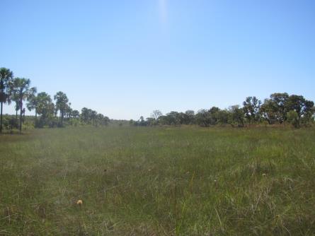 Clarke 2012 Após a remoção da vegetação de campo limpo, como acontece regeneração natural? Ou mesmo, como restaura-la?