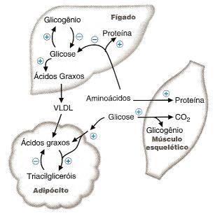 Homeostase Metabólica Controle Hormonal do Metabolismo Disponibilidade De substrato energético Necessidade dos tecidos Alexandre Havt Nível sanguíneo de nutrientes Nível hormonal Impulso nervoso