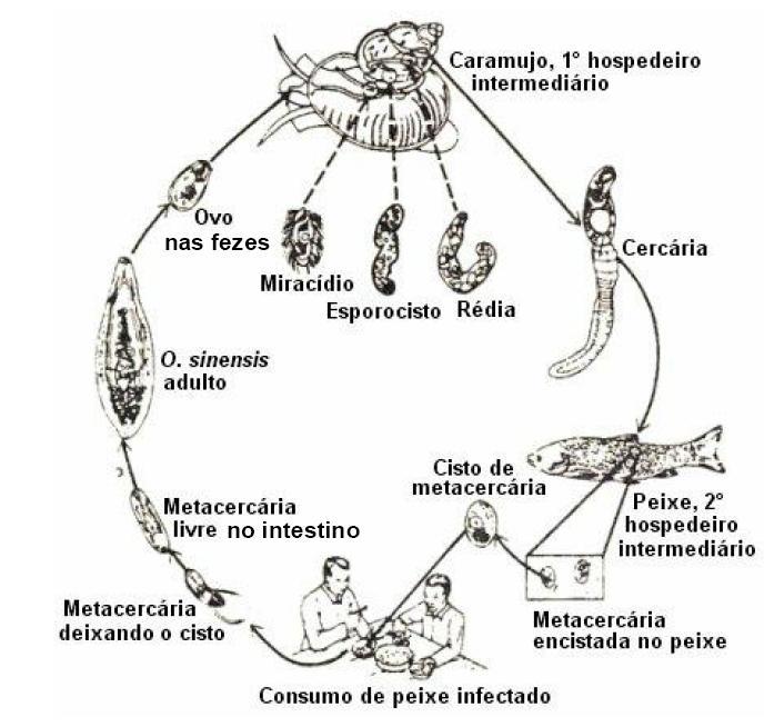 atravessando a pele e vivia em seu intestino, onde se reproduzia e lhe sugava o sangue. Durante as férias, as primas eventualmente dormiam na mesma cama.