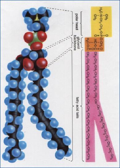 Bicamada lipídica: grandes cadeias de ácidos graxos (fosfolipídios), moléculas lineares com uma parte hidrofóbica e outra hidrofílica.