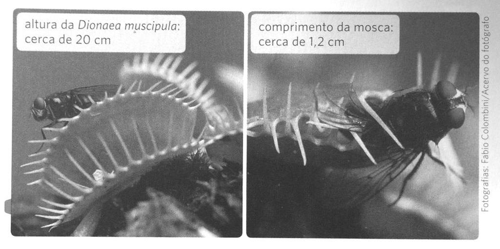 QUESTÃO 5 ( Meio ambiente 6º ano Editora Harbra Adaptado) O cipó-chumbo é uma planta que não possui clorofila e, por isso, não consegue produzir o próprio alimento.