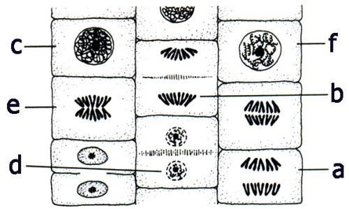EXERCÍCIO DE CASA 1. A figura a seguir representa o tecido meristemático de uma planta, onde podem ser observadas células em diferentes fases de divisão.