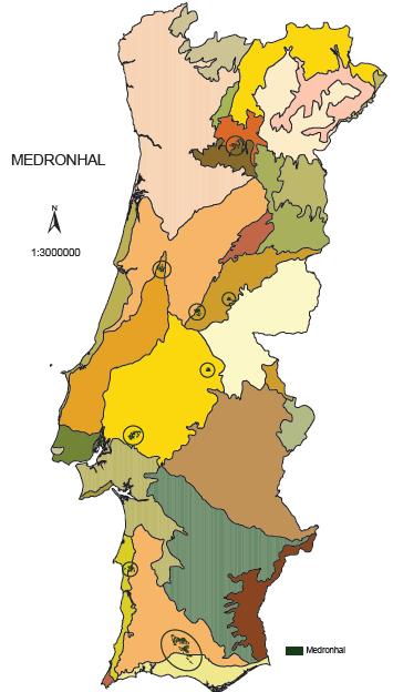 2.4. O MEDRONHEIRO E O MEDRONHO EM NÚMEROS Medronhal Segundo a Carta da Tipologia Florestal de Portugal (elaborada em 2005 e que parte da análise da 3ª revisão do Inventário Florestal Nacional -