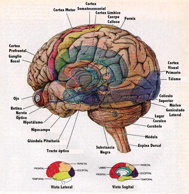 Cerebrosídios Definição: ácidos graxos, galactose e