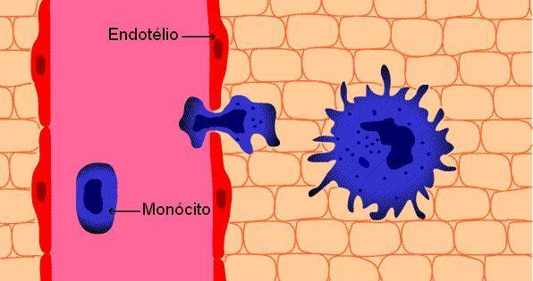 Monócitos Os monócitos podem atravessar por diapedese (movimento das células da defesa para fora dos vasos sangüíneos) os vasos sangüíneos e alojar-se em outros