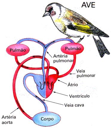 CIRCULAÇÃO NAS AVES Coração: 4 cavidades 2 átrios e 2 ventrículos completamente separados.