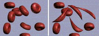 1- Eritrócitos, hemácias ou glóbulos vermelhos b- Anemias espoliativas: são resultado da perda de sangue causada por algumas doenças, como amebíase, amarelão, úlcera e gastrite.