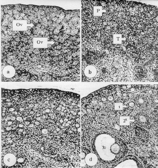 Figura 3.Características principais dos ovários em função da idade gestacional.