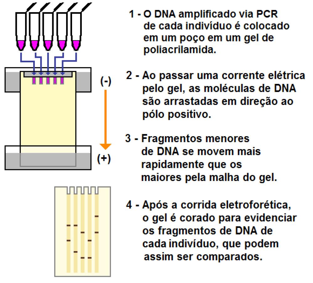 como os deoxinucleosídeos trifosfatados ou DNTPs (os precursores das novas moléculas de DNA a serem produzidas), dentre outros componentes.